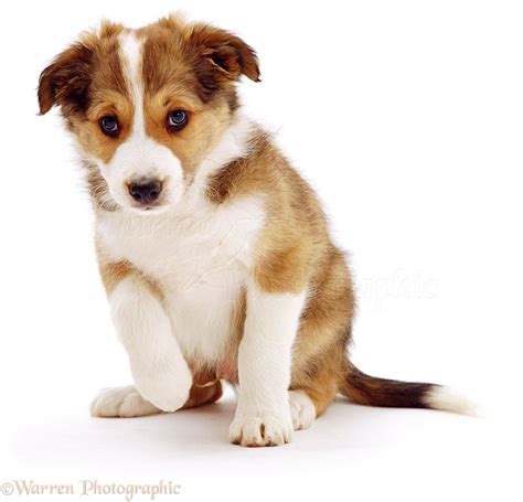 Cute Puppies With White Background Cute Puppies Baby Kittens Cute Dogs