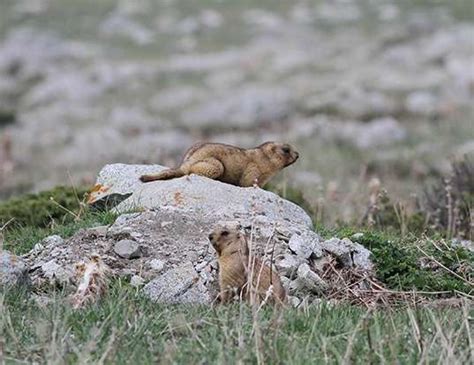Steppe Pika Life Expectancy
