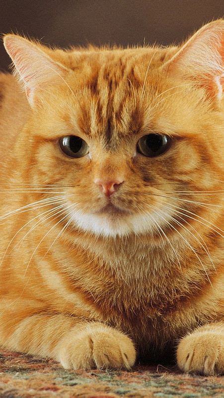 Beautiful Ginger Kitty ~ What A Face Cat Portraits