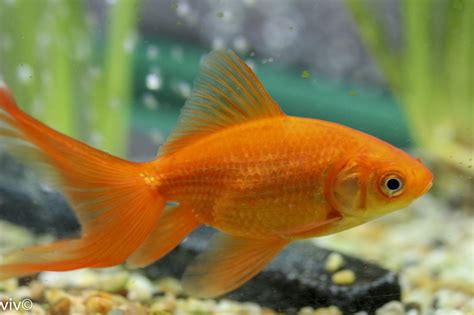 Orange Goldfish Poisson Exotique Poisson Exotique