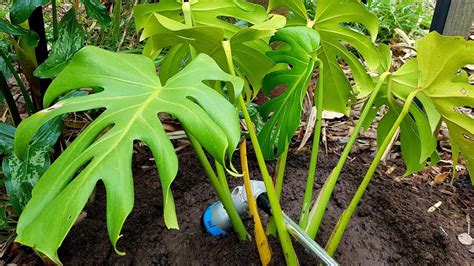 The plural of passion fruit. Planting MONSTERA DELICIOSA Fruit Salad Tree - YouTube