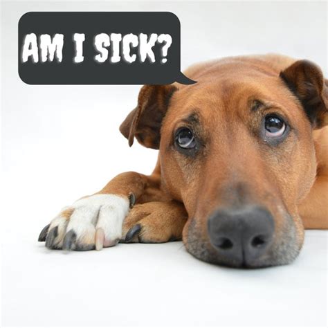 What Are Signs Of A Sick Dog
