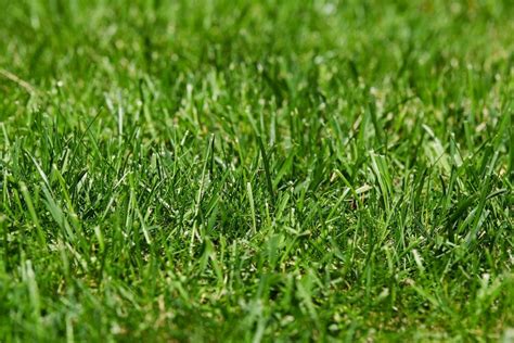 4 mögliche Gründe, warum der Rasen nicht wächst - myHOMEBOOK