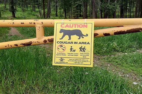 Wildsafebc Reports Cougar Kill Site In Kimberley Nature Park