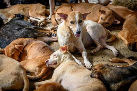 Woman Arrested Charged With 49 Counts Of Animal Cruelty