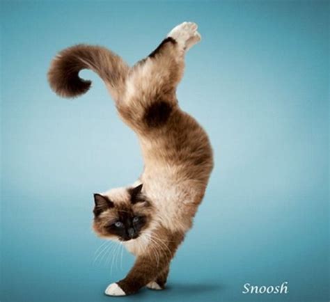 Cat Handstand Cat Pose Yoga Dog Yoga Cute Cats And Dogs Cool Cats
