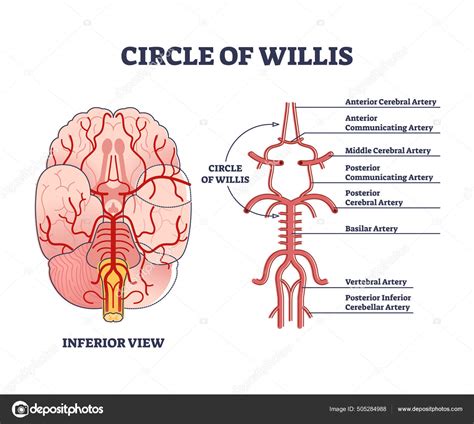 Circle Of Willis Circulatory Anastomosis With Blood In Brain Outline Diagram Stock Vector Image