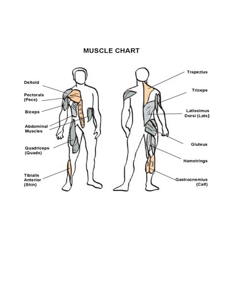 Broadly considered, human muscle—like the muscles of all vertebrates—is often divided into striated muscle. Simple Muscle Chart Free Download