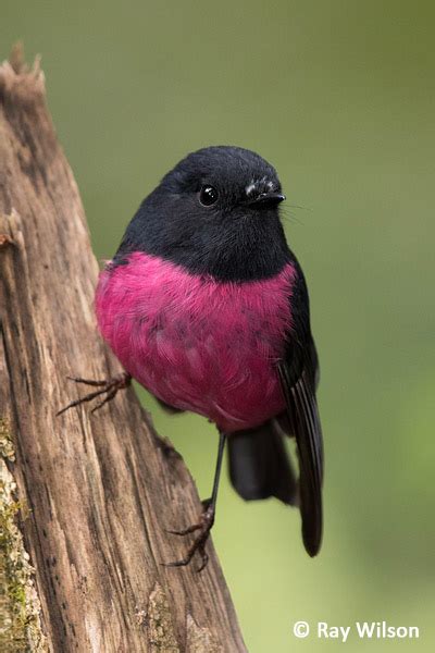 Pink Robin Petroica Rodinogaster