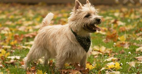 Terrier Mix Dogs 21 Amazing Terrier Crossbreeds Dog Food Care
