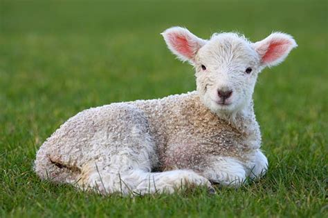 Best Lying Down Lamb Sheep Grass Stock Photos Pictures And Royalty Free