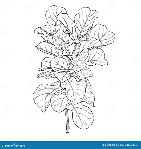Fiddle Leaf Fig Drawing Stock Vector Illustration Of Decorative