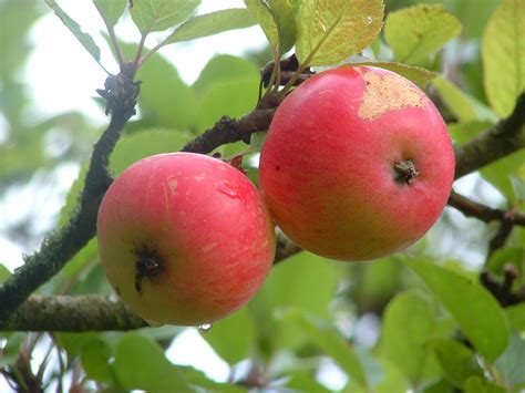 File:Discovery apples.jpg - Wikimedia Commons