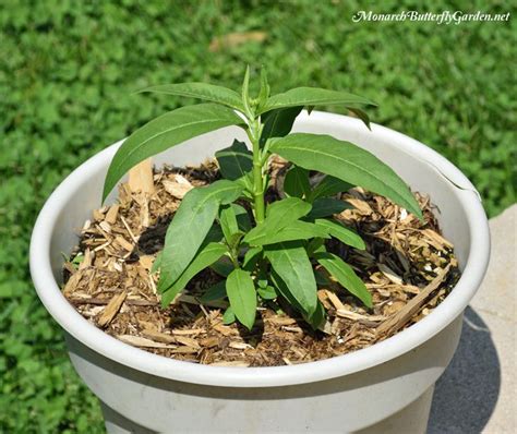 Container Gardening Ideas Grow Milkweed For Monarchs Butterfly