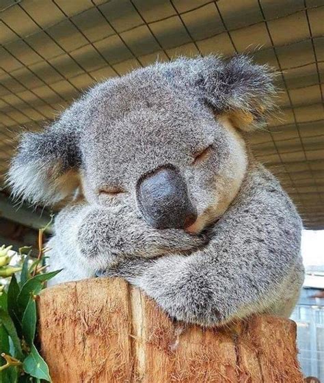 📍 New South Wales Australia 🇦🇺 Koala Bebé Koala Koalas Tiernos