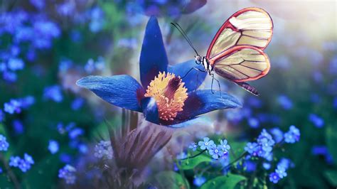 Light Yellow Red Butterfly On Filament Of Anemone Blue Flower Hd