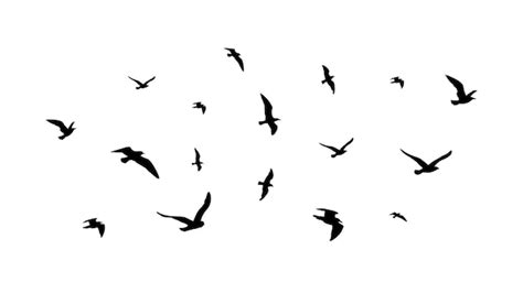 Premium Vector Flying Flock Of Birds Flight Bird Silhouettes
