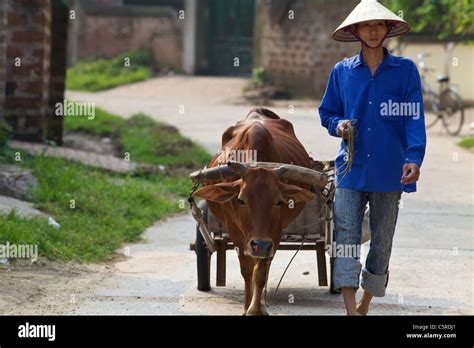 Vietnam Ox Pulling Cart Hi Res Stock Photography And Images Alamy