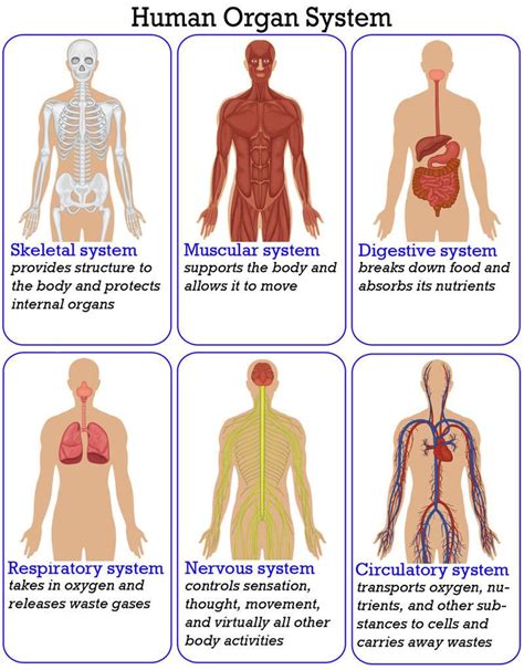 Organization of the Human Body ( Read ) | Biology | Human body anatomy