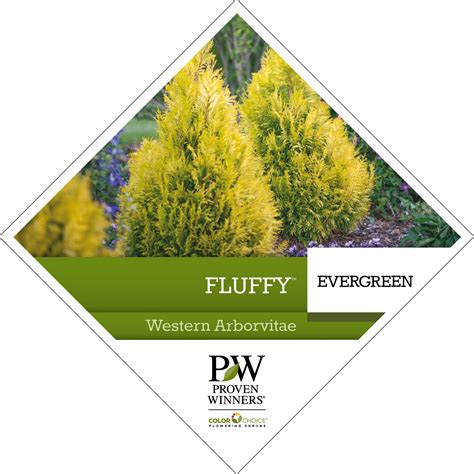 Fluffy® Thuja Tag Spring Meadow Nursery