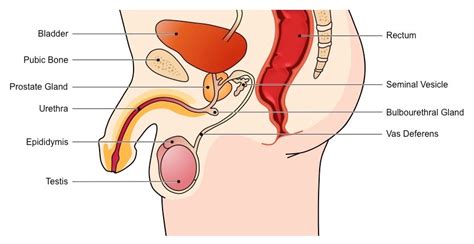 Male human anatomy vector diagram. male anatomy diagram labeled male side labelled med - Top ...