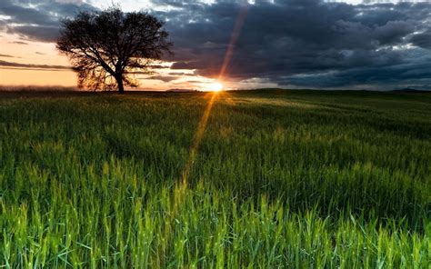 Nice Sunset View Green Grass Free Wallpapers Hd Wallpapers