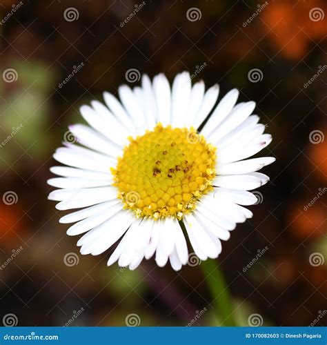 White Flower With Yellow Centre Stock Image Image Of Centre Flower