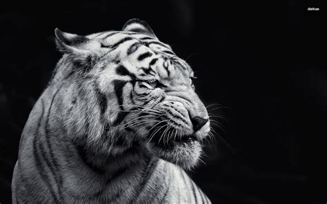 50 Hd And Qhd Beautiful Black And White Wallpapers