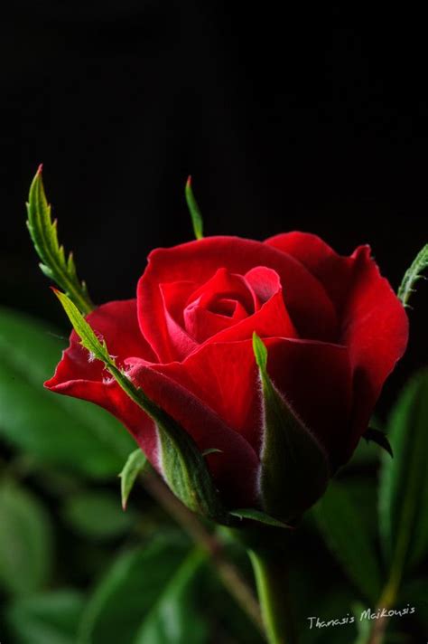 Little Red Rose By Thanasis Maikousis On 500px Red Roses Beautiful