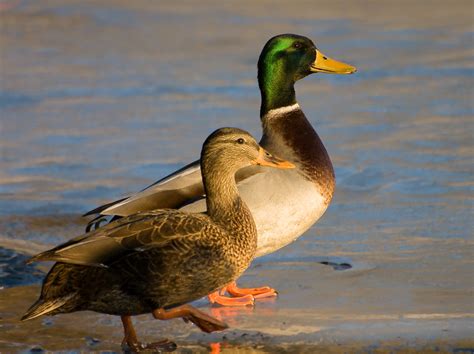 Filemale And Female Mallard Ducks