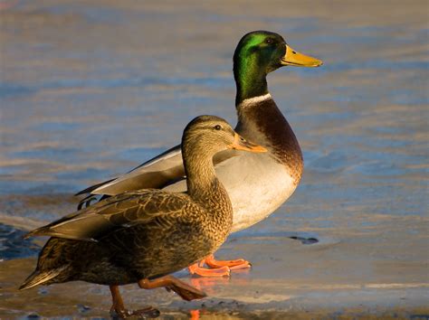 File:Male and Female mallard ducks.jpg - Wikimedia Commons