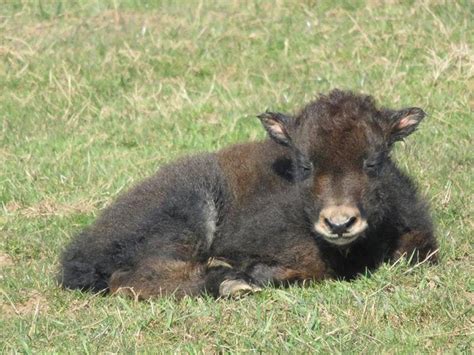 Baby Yak To Be Named After Harry Potter Character Shropshire Star