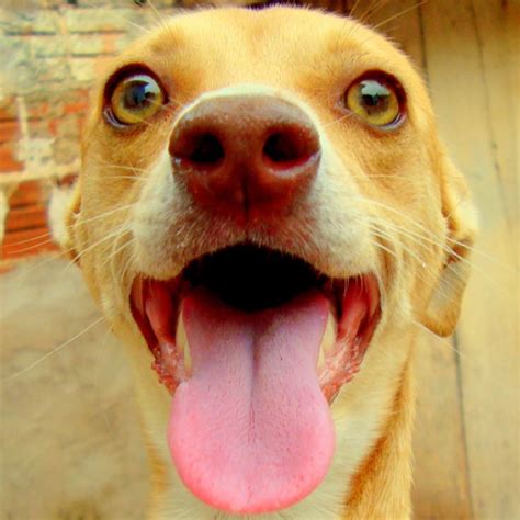 Are Dogs' Mouths Cleaner Than Humans'?