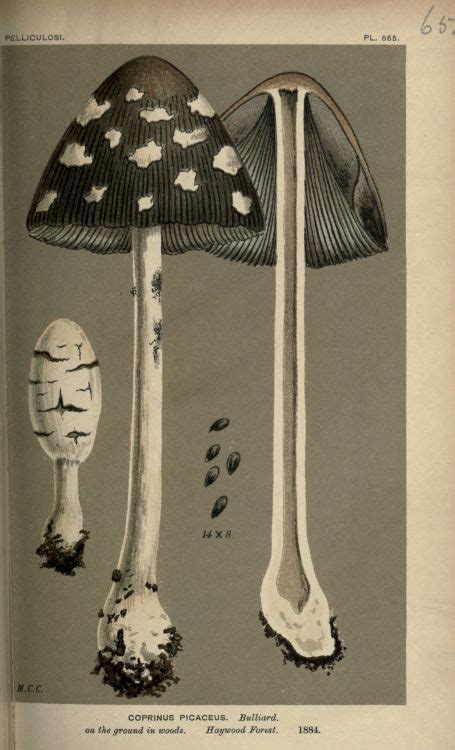 Common Field Mushroom Vintage Fungi Art Prints Lithographs Illustration