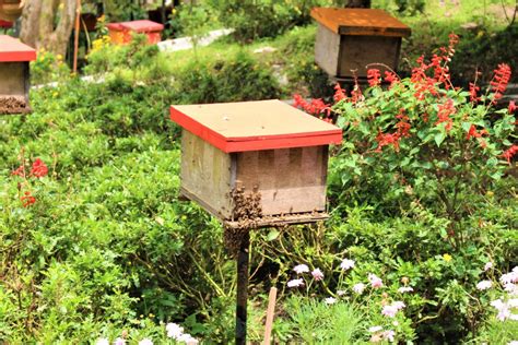 Bee farm cameron highlands educational florafauna fun nature. Malaysia Cameron Highland Retreat Trip (IV) - Ee Feng Gu ...