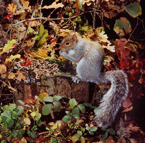 Grey Squirrel On Tree Stump Photo Wp13510