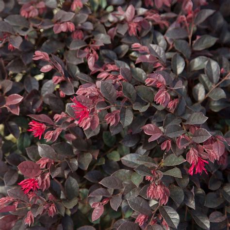 The foliage turns a burnished copper red color in the fall. Southern Living Plant Collection 2 Gal. Purple Daydream ...