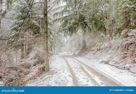 Snowy Road Through The Winter Forest In Mizhhirya Carpathians Western