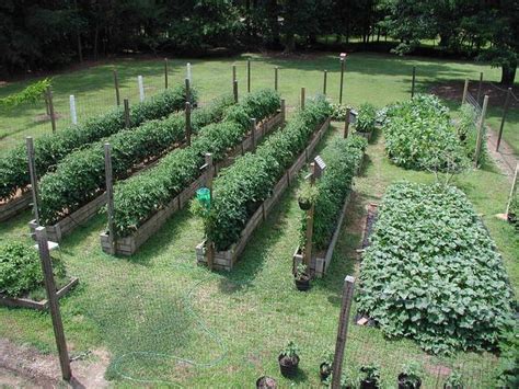 Costa georgiadis explains how to grow your invisible garden, best 'risky' garden for kids, winning the war on insects spring is here and that means the mother of all. Pin by Stacia Cook on Farm Fresh | Garden layout, Backyard ...
