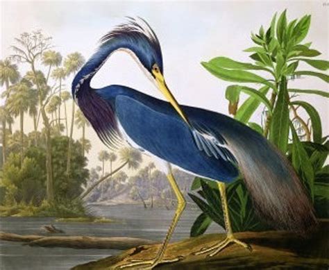 Neal auction sends Audubon birds to new heights - ArtfixDaily News Feed