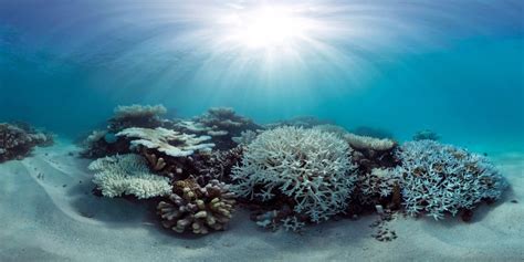 scientists race to save world s coral reefs cbc news