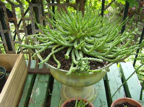 They look soft and fuzzy at the straight spines found on cactuses like the saguaro are the easiest to pull free, while barbed. Medusa Head Cactus : Grows on You