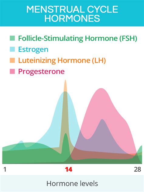 Menstrual Cycle Phases And Hormones
