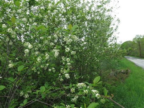 Prunus Virginiana Chokecherry Wild Ridge Plants