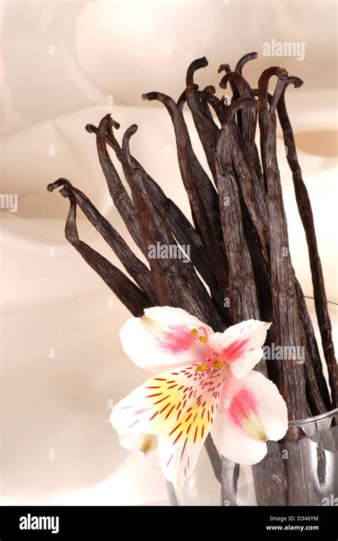 Whole Vanilla Beans And A Flower In A Glass Stock Photo Alamy
