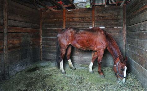 Two Charged With Animal Cruelty In Bannock County Fairgrounds Horse