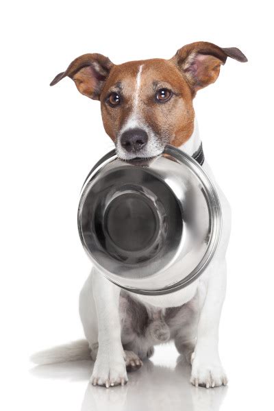 Unser haushund bello hat daran geschnuppert und hat sie dann in den mund genommen, vorerst jedenfalls hat er die scharfe wasabi nuss gegessen, ist das für einen hund nicht ungewöhnlich ? Hund Paprika - Dürfen Hunde Paprika essen? - hund-als ...