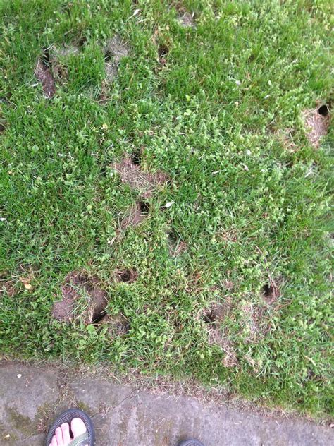 Check Out These Holes All Over My Yard Rlawncare