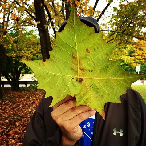 Huge Fall Leaf Cc Jess3 Steve Garfield Flickr