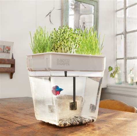 Rahmat bahagia tuhan kurniakan raja kita selamat bertakhta. What Temperature Does Your Betta Fish Prefer? - Back to ...